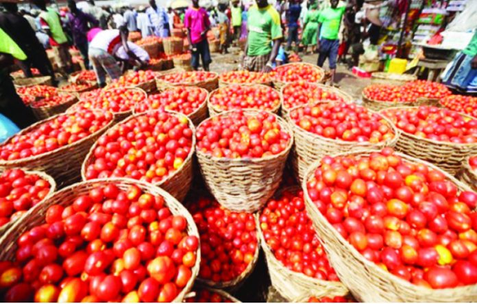 Nigerians Lament As Price Of Tomato Basket Increases To ₦150,000
