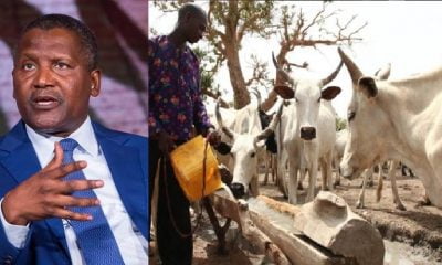 Nigerians React To Dangote's N288bn Milk Production Plan