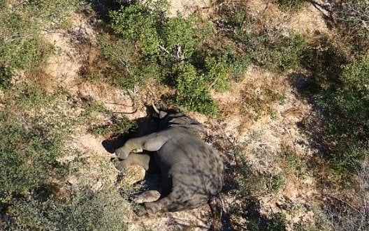 Photos: 350 Elephants Die Mysteriously In The Wild