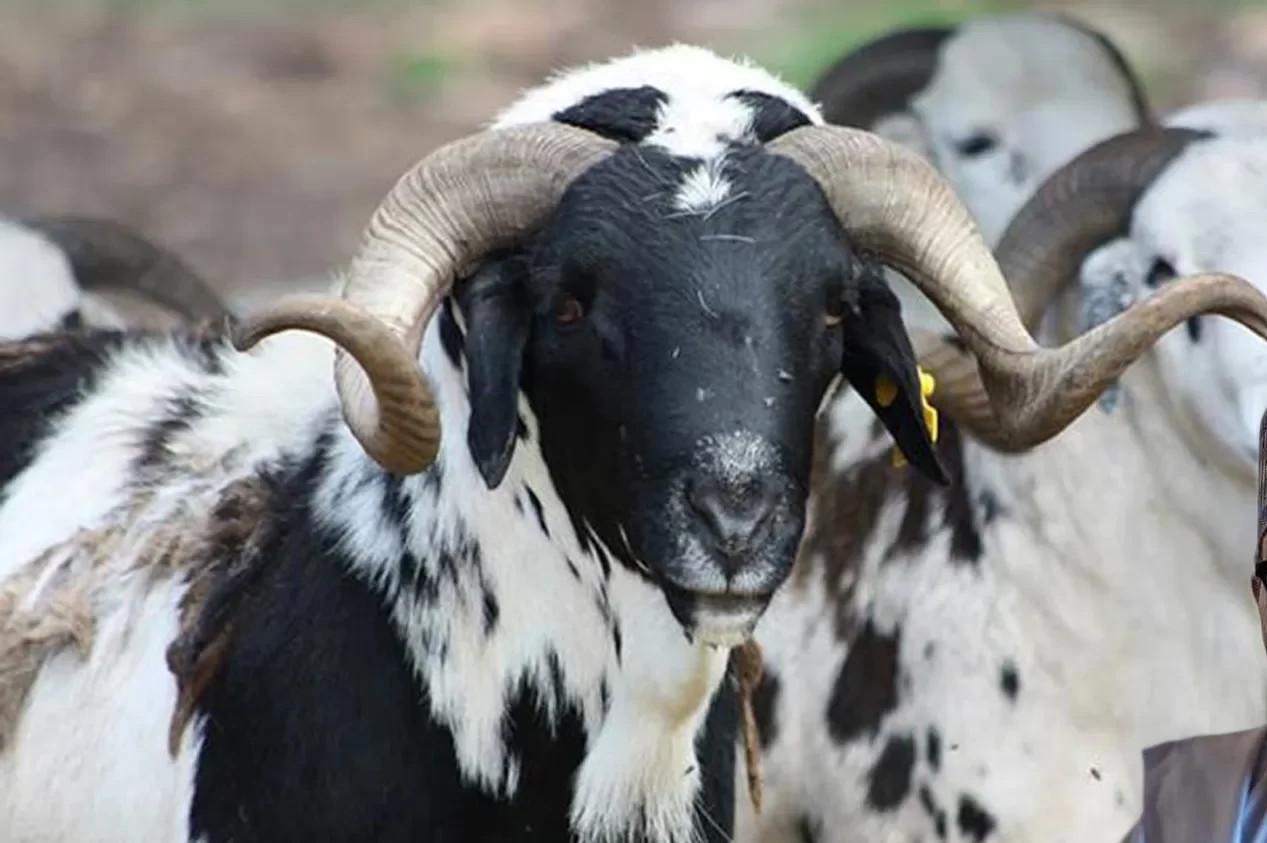 Eid Al Adha: FCT Issues Warning To Ram Sellers Ahead Of Sallah Day