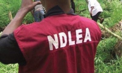 NDLEA Seizes 44.9kg Of Drugs In Multiple Operations, Arrests Suspects