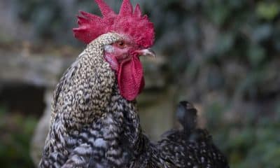 Court ‘Sentences’ Chicken To Death In Kano
