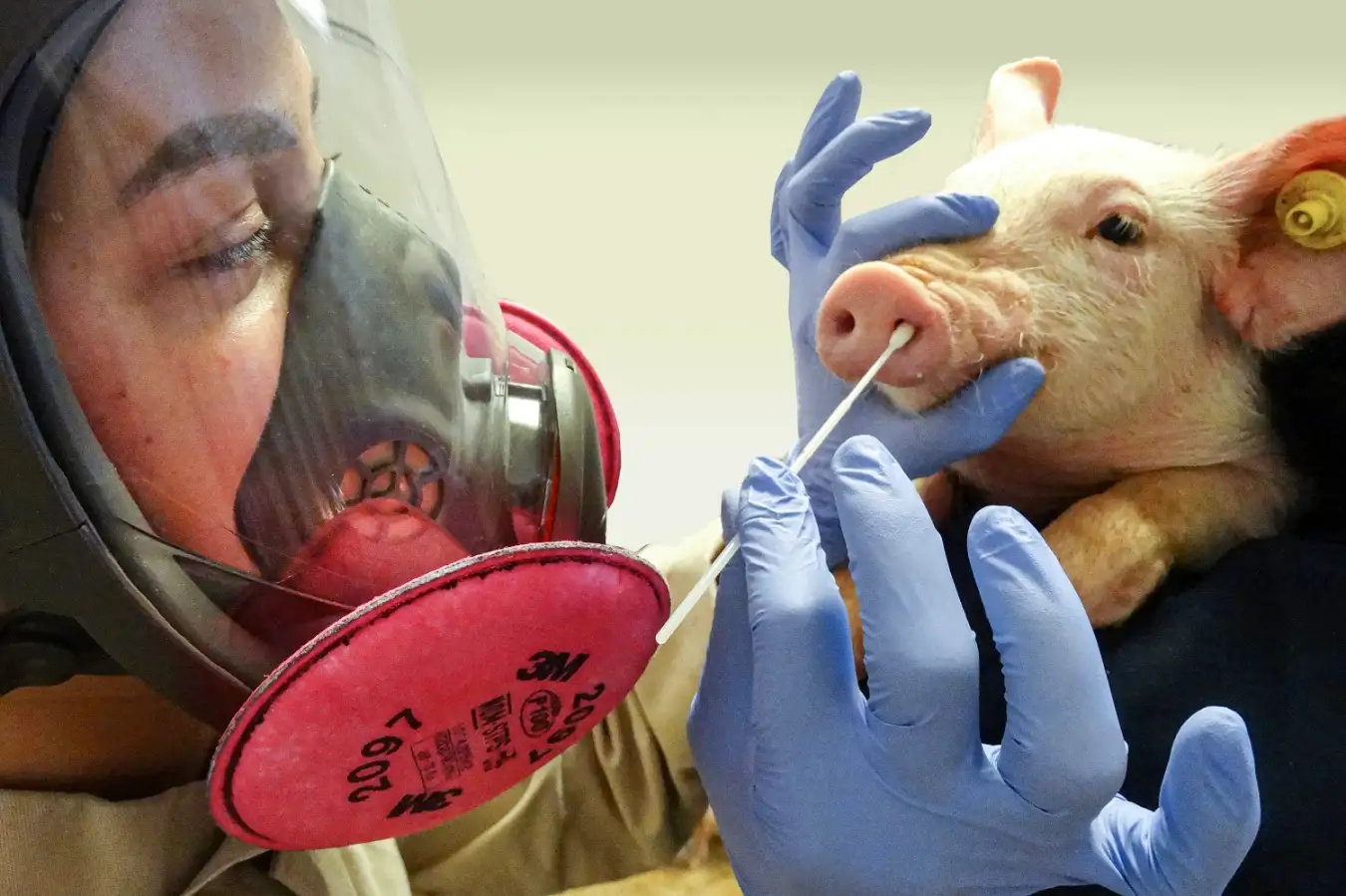 UK Reports First Human Case Of Swine Flu