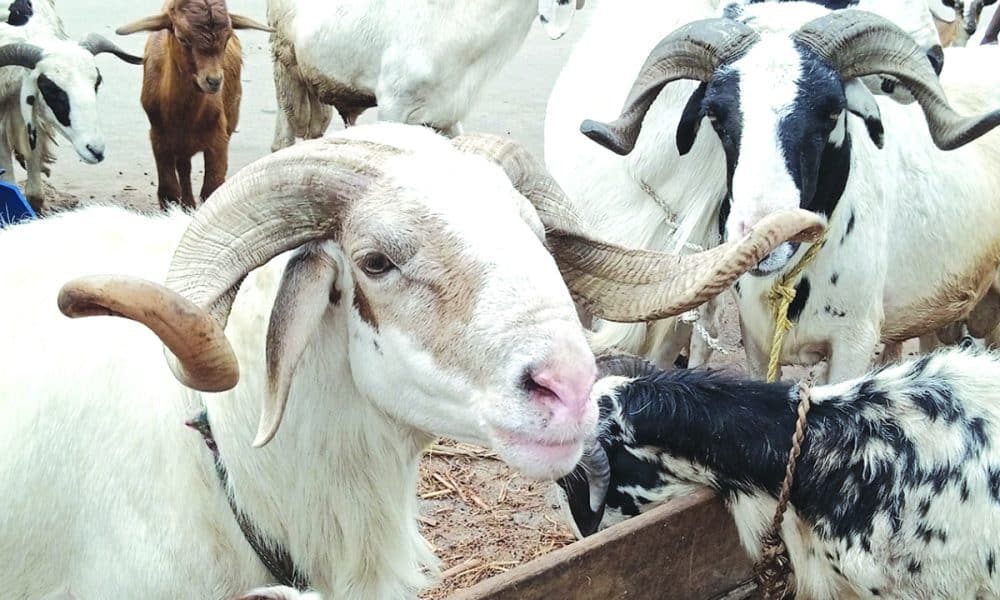 Eid-El-Kabir: 'What Muslims That Cannot Afford Ram Should Do'