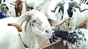 Eid-El-Kabir: 'What Muslims That Cannot Afford Ram Should Do'