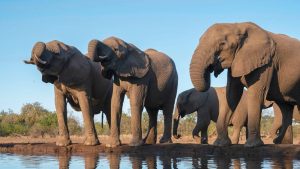 Zimbabwe Govt Approves Killing Of 200 Elephants To Feed Hungry Citizens