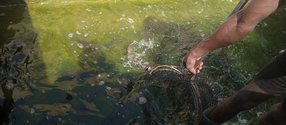 [A visit to Emmanuel Olatunbosun's fish farm