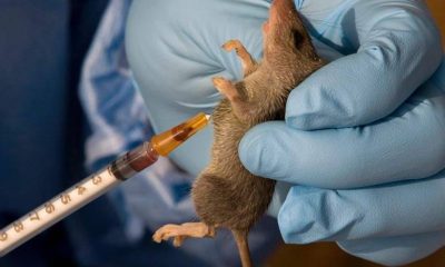 5000 Citizens Dies Annually From Lassa Fever - NOA