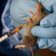 5000 Citizens Dies Annually From Lassa Fever - NOA