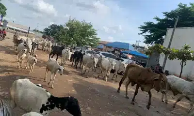 Cows Return On Abuja Streets Months After Wike's Threat On Open Grazing