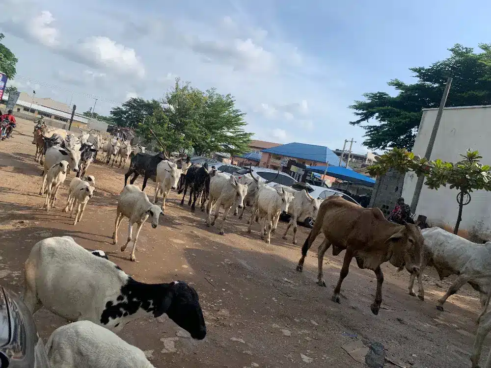 Cows Return On Abuja Streets Months After Wike's Threat On Open Grazing