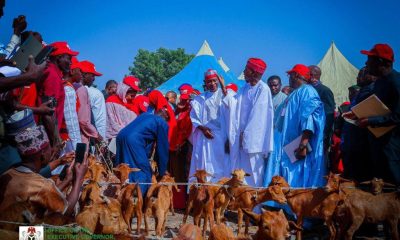 Gov Yusuf Empower Kano Women With Red Goats