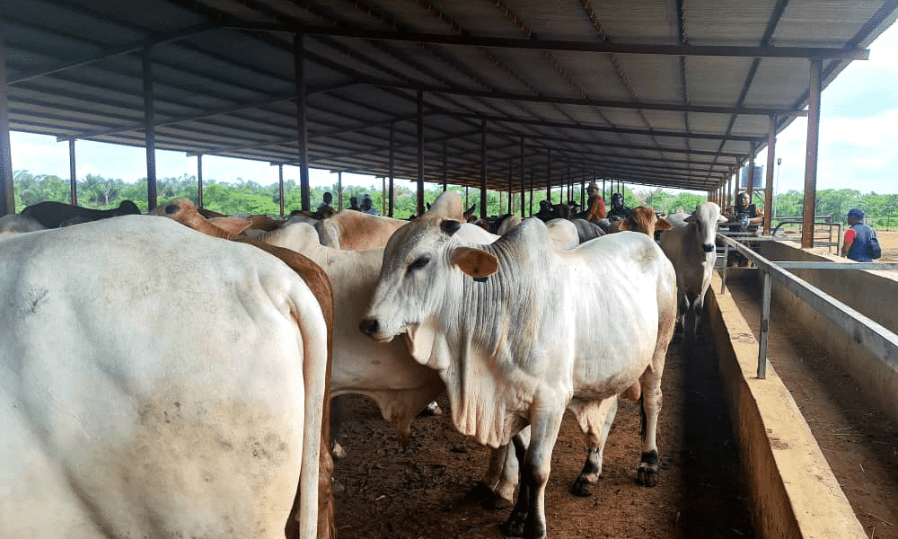 Price Of Cow In Lagos