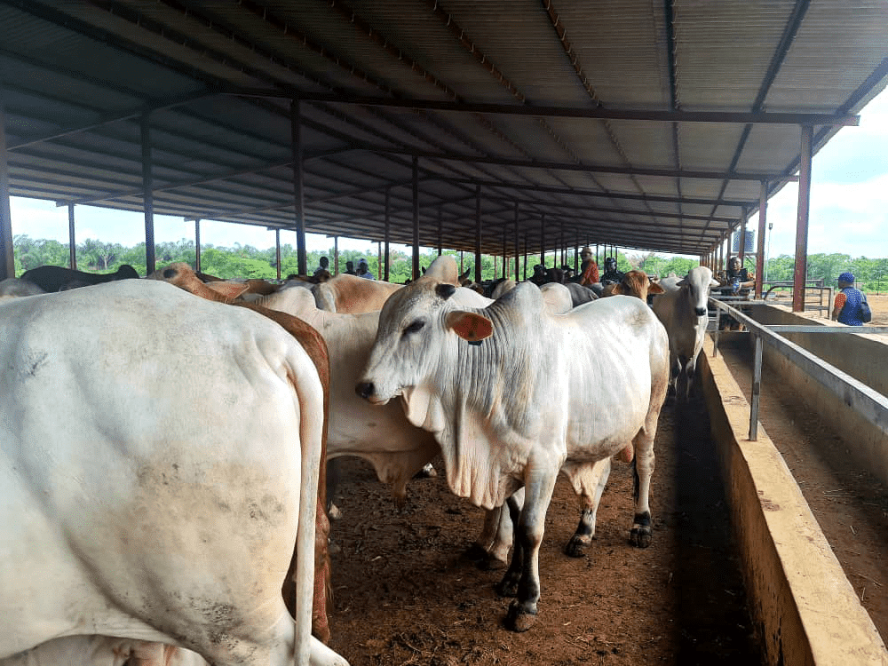 Price Of Cow In Lagos